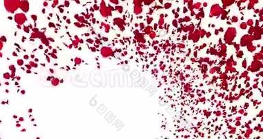 3D动画红色玫瑰<strong>花瓣飞舞</strong>与漩涡白色背景，爱和情人节